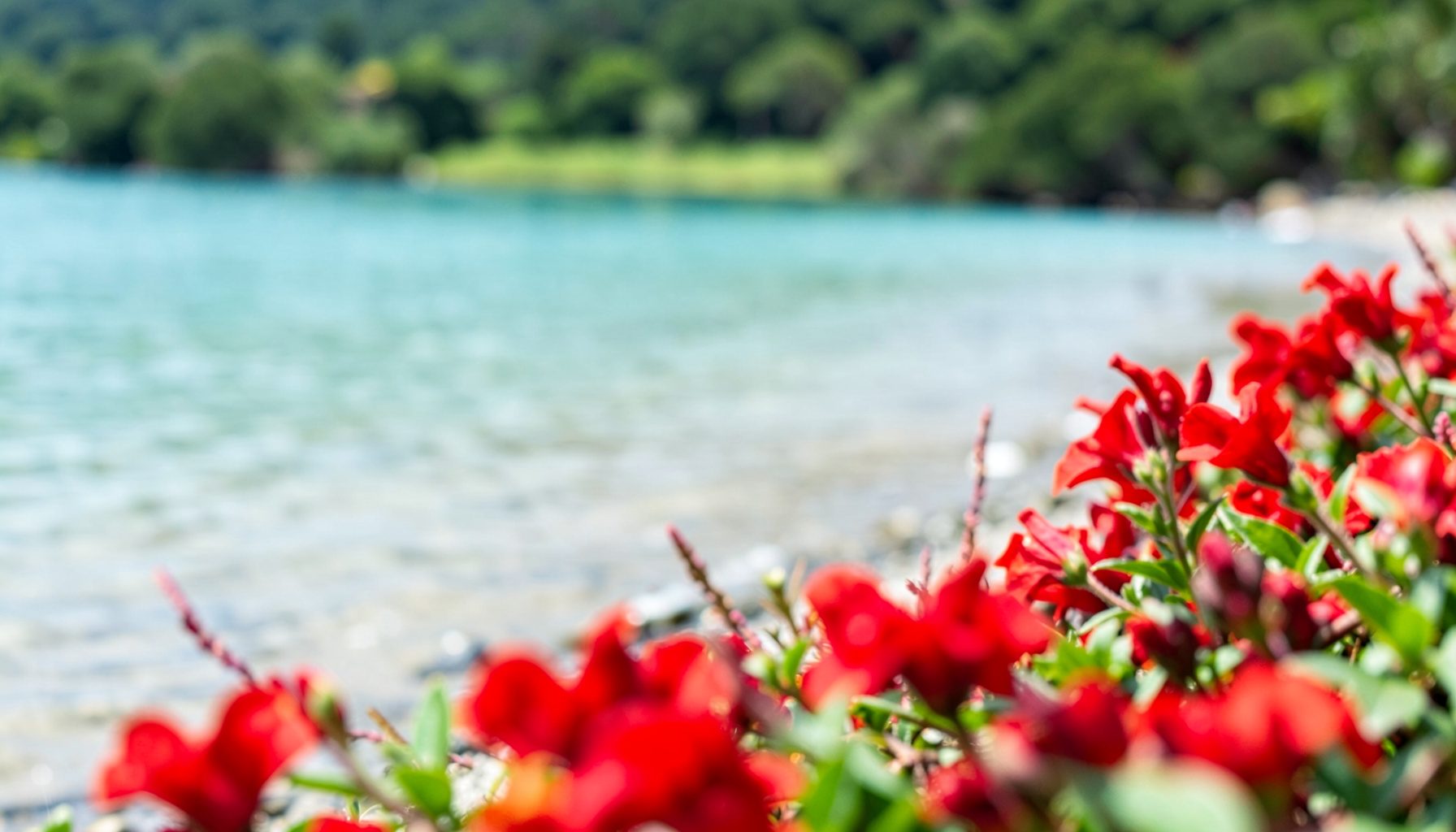 Long shallow shoreline with calm turquoise water, green landscape behind, and colourful flowers in the foreground